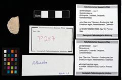 Foto (Objekt + Etikett) von Pithonoton sp.  (NHMW-GEO-2014-0194-0257)